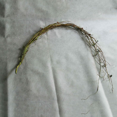 人造花、果-秋天