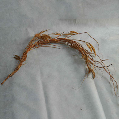 人造花、果-秋天